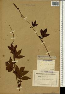 Репешок волосистый Ledeb., Зарубежная Азия (ASIA) (Япония)