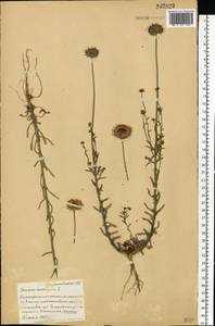 Букашник горный L., Восточная Европа, Белоруссия (E3a) (Белоруссия)