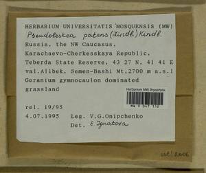 Lescuraea patens (Lindb.) Arnell & C.E.O. Jensen, Гербарий мохообразных, Мхи - Северный Кавказ и Предкавказье (B12) (Россия)