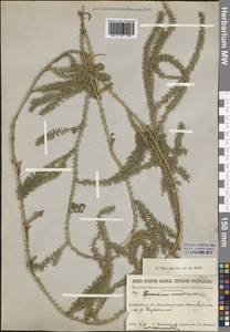 Spinulum annotinum subsp. annotinum, Сибирь, Прибайкалье и Забайкалье (S4) (Россия)