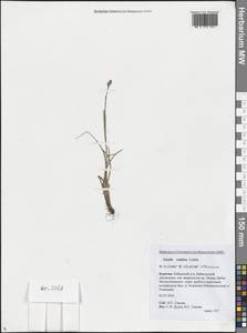 Ожика спутанная Lindeb., Сибирь, Прибайкалье и Забайкалье (S4) (Россия)