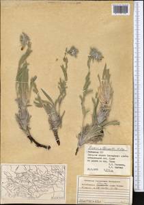 Onosma albicaulis Popov, Средняя Азия и Казахстан, Памир и Памиро-Алай (M2) (Узбекистан)