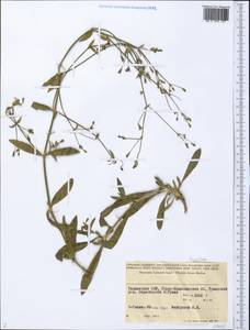 Caryophyllaceae, Средняя Азия и Казахстан, Памир и Памиро-Алай (M2) (Таджикистан)