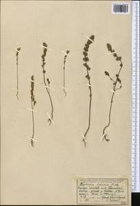 Очанка гребенчатая Ten., Средняя Азия и Казахстан, Западный Тянь-Шань и Каратау (M3) (Киргизия)