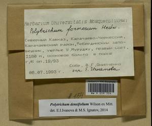 Polytrichum densifolium Wilson ex Mitt., Гербарий мохообразных, Мхи - Северный Кавказ и Предкавказье (B12) (Россия)