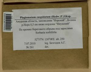 Plagiomnium cuspidatum (Hedw.) T.J. Kop., Гербарий мохообразных, Мхи - Дальний Восток (без Чукотки и Камчатки) (B20) (Россия)