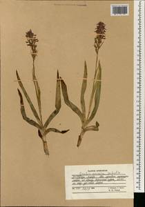 Dactylorhiza incarnata subsp. cilicica (Klinge) H.Sund., Зарубежная Азия (ASIA) (Афганистан)