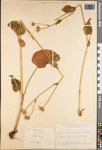 Doronicum reticulatum Boiss., Зарубежная Азия (ASIA) (Турция)