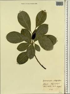 Artocarpus heterophyllus Lam., Африка (AFR) (Мали)