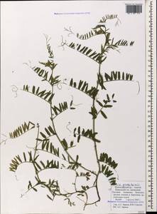 Vicia tenuifolia subsp. subalpina (Grossh.) Zernov, Кавказ, Краснодарский край и Адыгея (K1a) (Россия)