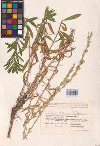 Смолевка татарская (L.) Pers., Восточная Европа, Нижневолжский район (E9) (Россия)