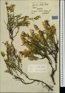 Дрок беловатый Willd., Крым (KRYM) (Россия)