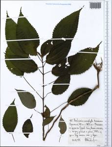 Boehmeria japonica (L. fil.) Miq., Африка (AFR) (Эфиопия)