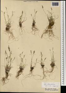 Мятлик оттянутый Trin., Монголия (MONG) (Монголия)