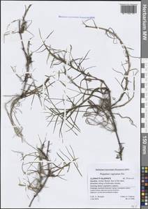 Paspalum vaginatum Sw., Зарубежная Азия (ASIA) (Йемен)