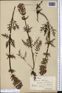 Pedicularis anthemifolia subsp. elatior (Regel) Tsoong, Средняя Азия и Казахстан, Северный и Центральный Тянь-Шань (M4) (Киргизия)