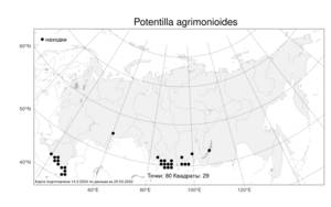 Potentilla agrimonioides, Лапчатка репешковидная M. Bieb., Атлас флоры России (FLORUS) (Россия)