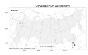 Chrysosplenium woroschilovii, Селезеночник Ворошилова Neczajeva, Атлас флоры России (FLORUS) (Россия)