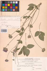 Bituminaria bituminosa subsp. pontica (A.P.Khokhr.) V.V.Fateryga & Fateryga, Кавказ, Краснодарский край и Адыгея (K1a) (Россия)