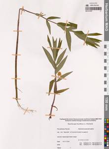 Вербейник кистецветный, Кизляк кистецветный L., Сибирь, Якутия (S5) (Россия)