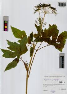 Сныть обыкновенная L., Сибирь, Алтай и Саяны (S2) (Россия)