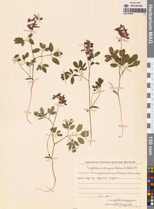 Хохлатка сомнительная Cham. & Schltdl., Сибирь, Дальний Восток (S6) (Россия)