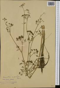 Омежник водный, Омежник водяной (L.) Poir., Западная Европа (EUR) (Италия)