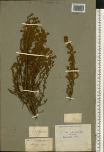 Sedobassia sedoides (Pall.) Freitag & G.Kadereit, Восточная Европа, Центральный лесостепной район (E6) (Россия)