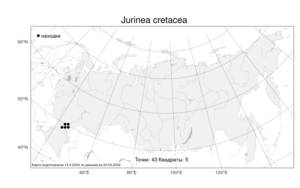 Jurinea cretacea, Наголоватка меловая Bunge, Атлас флоры России (FLORUS) (Россия)