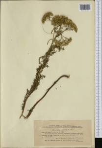 Achillea crithmifolia Waldst. & Kit., Западная Европа (EUR) (Румыния)