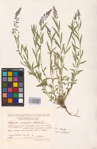 Истод хохлатый Schkuhr, Восточная Европа, Центральный район (E4) (Россия)