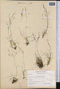 Полевица шероховатая Willd., Америка (AMER) (Гренландия)
