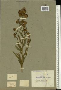 Бодяк полевой, Розовый осот (L.) Scop., Восточная Европа, Центральный район (E4) (Россия)