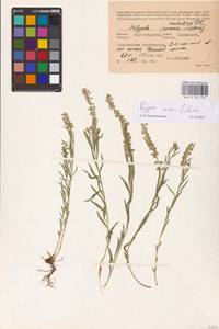 Истод хохлатый Schkuhr, Восточная Европа, Нижневолжский район (E9) (Россия)