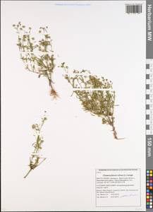 Льняночка малая, Хеноринум малый (L.) Lange, Восточная Европа, Белоруссия (E3a) (Белоруссия)