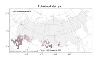 Ephedra distachya, Хвойник двухколосковый, Эфедра двуколосковая L., Атлас флоры России (FLORUS) (Россия)