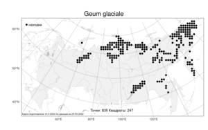Geum glaciale, Гравилат ледниковый Adams ex Fisch., Атлас флоры России (FLORUS) (Россия)