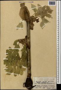 Агазиллис широколистный (M. Bieb.) Boiss., Кавказ, Армения (K5) (Армения)