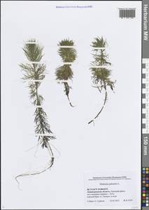 Турча болотная L., Восточная Европа, Северо-Западный район (E2) (Россия)