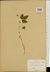 Малина арктическая, Княженика, Поленика L., Монголия (MONG) (Монголия)