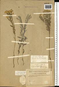 Солонечник мохнатый, Грудница мохнатая (L.) Rchb.fil., Восточная Европа, Нижневолжский район (E9) (Россия)