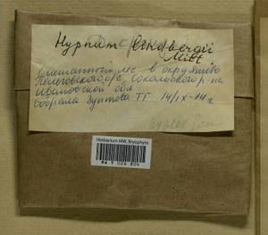 Calliergonella lindbergii (Mitt.) Hedenäs, Гербарий мохообразных, Мхи - Центральное Нечерноземье (B6) (Россия)