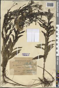 Pentanema asperum (Poir.) G.V.Boiko & Korniy., Кавказ, Ставропольский край, Карачаево-Черкесия, Кабардино-Балкария (K1b) (Россия)