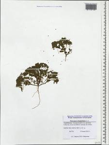 Многоплодник четырехлистный, Кавказ, Азербайджан (K6) (Азербайджан)
