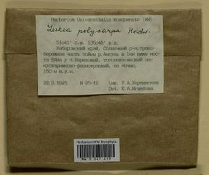 Leskea polycarpa Hedw., Гербарий мохообразных, Мхи - Дальний Восток (без Чукотки и Камчатки) (B20) (Россия)