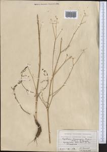 Гиалолена закаспийская (Korovin) Pimenov & Kljuykov, Средняя Азия и Казахстан, Копетдаг, Бадхыз, Малый и Большой Балхан (M1) (Туркмения)