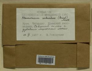 Pleurozium schreberi (Willd. ex Brid.) Mitt., Гербарий мохообразных, Мхи - Крым (B3a) (Россия)