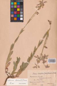 Смолевка обыкновенная, Хлопушка (Moench) Garcke, Восточная Европа, Центральный лесостепной район (E6) (Россия)