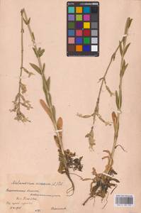 Смолевка клейкая (L.) Pers., Восточная Европа, Центральный лесостепной район (E6) (Россия)