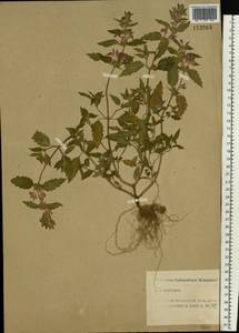 Пикульник ладанниковый L., Восточная Европа, Северо-Западный район (E2) (Россия)